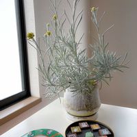 ヘリクリサム,ヘリクリサムの花,ヘリクリサム シルバースノー,ヘリクリサム シアンスチャニカム,シルバーリーフの画像