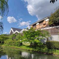 ハナミズキ,ヤマボウシ,紫陽花,新緑,伏見酒蔵あるきの画像