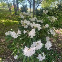 シャクナゲの画像