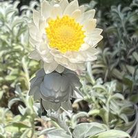 ヘリクリサム,ヘリクリサム ホワイトフェリー,シルバーリーフ,白い花,ヘリクリサム　ホワイトフェリーの画像