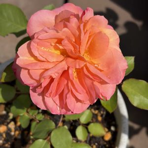 スヴニール・ドゥ・アンネ・フランク,スヴニール・ドゥ・アンネ・フランク,ガーデニング,花のある暮らし,ナチュラルスタイルの画像