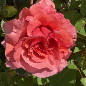 バラ サンセットグロウ,ガーデニング,花のある暮らし,ナチュラルスタイル,薔薇のある暮らし♡の画像