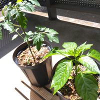 ミニトマト,万願寺とうがらし,ベランダ菜園の画像