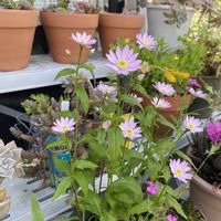 キランソウ,ミヤコワスレ,箱根空木（ハコネウツギ）,母に感謝,平和な日々を願いの画像