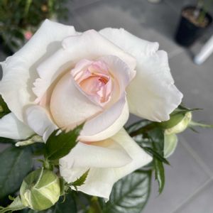 ミニバラ,ラソヴァジーヌテルエパッションの画像