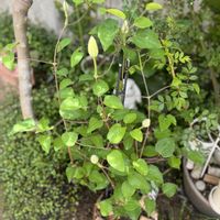 オリーブ,スプレーバラ　エクレール,安曇野,ナイアガラ,湘南のクレマチス　白雪姫の画像