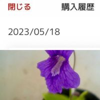 ムシトリスミレ,食虫植物,庭の画像