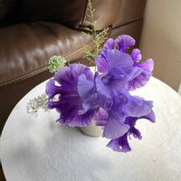 ジャーマンアイリス,アイリス,プレゼントウィングマンの画像