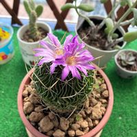 槍穂玉,植物のある暮らし,植物好き,ベランダの画像