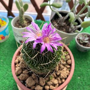 槍穂玉,植物のある暮らし,植物好き,ベランダの画像