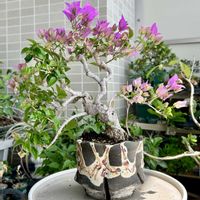 ブーゲンビリア,鉢植え,ベランダの画像
