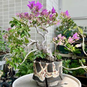 ブーゲンビリア,鉢植え,ベランダの画像