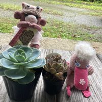 多肉女子,おでかけ先,GS植物うちなーぐち会,狩っ多肉,まつぴよさんｿｯｸｽﾌｧﾐﾘｰ♥️の画像