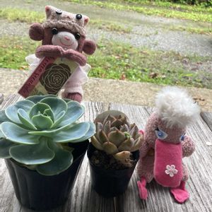 多肉女子,おでかけ先,GS植物うちなーぐち会,狩っ多肉,まつぴよさんｿｯｸｽﾌｧﾐﾘｰ♥️の画像