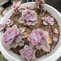 多肉植物,グラプト属の画像