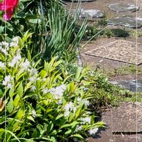 ヒメウツギ,薔薇 マリーアントワネット,ガーデニング,花のある暮らし,小さな庭の画像