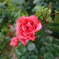 バラ,種まき,プランター栽培,家庭菜園,玄関アプローチの画像