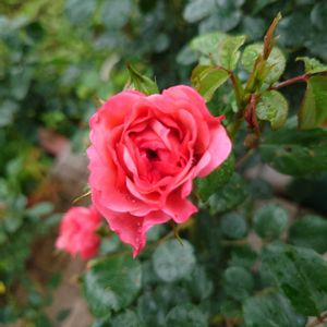 バラ,種まき,プランター栽培,家庭菜園,玄関アプローチの画像