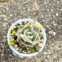 斑入りグリーンネックレス,ドリームスター,ラブリーローズ,寄せ植え,多肉植物の画像