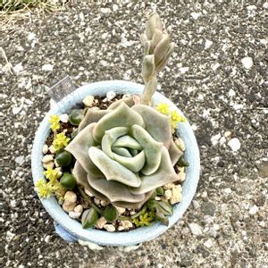 斑入りグリーンネックレス,ドリームスター,ラブリーローズ,寄せ植え,多肉植物の画像