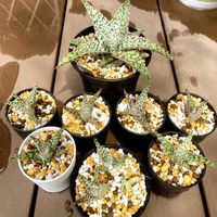 アロエ,アロエ  ハイブリッド,多肉植物の画像