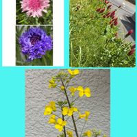 ストロベリーキャンドル,ストロベリーキャンドル,ポポー,ポポー,ミカンの画像