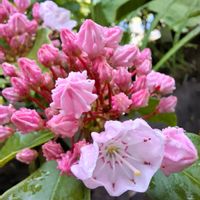 カルミアの画像