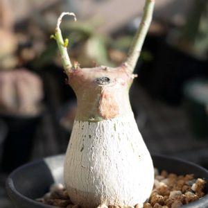 アデニア・グラウカ,多肉植物,観葉植物,塊根植物,塊根の画像