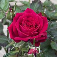 ミニバラ コルダナ,ミニ薔薇ボルドーコルダーナ,お気に入り♡,かわいいな♡,バラ・ミニバラの画像