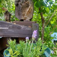 ラベンダーの画像