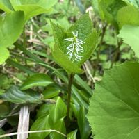 ヒトリシズカ,ヒトリシズカ,一人静,一人静,ひとりしずかの画像