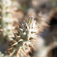 パキポディウム・ホロンベンセ,多肉植物,観葉植物,塊根植物,塊根の画像