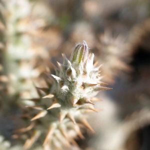 パキポディウム・ホロンベンセ,多肉植物,観葉植物,塊根植物,塊根の画像