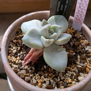 ゴースティ,グラプトセダム ゴースティ,多肉植物,観葉植物,多年草の画像