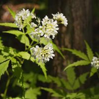 ボケ,ヤマシャクヤク,コンロンソウ,植物園,山野草の画像