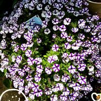 バラ,アイスバーグ,レオナルド・ダ・ビンチ,スーパーチュニア,スーパーチュニア　ビスタミニの画像