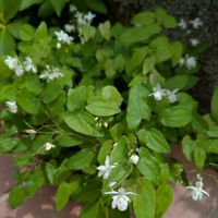 イカリソウ,イカリソウ,梅花イカリソウ,イカリソウ(碇草),かわいいの画像