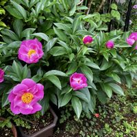 シャクヤク,奥多摩コアジサイ,ありがとう❤️,おうち園芸,小さな庭の画像