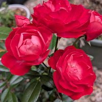 ミニバラの画像