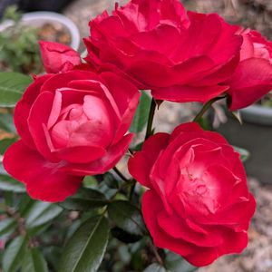 ミニバラの画像