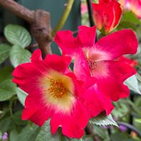 ジニア,バラ・カクテル,ブルーパフューム,つる.リトルアーチスト,バラ　アプリコットシフォンの画像