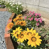ガザニア,我が家の花壇の画像