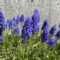 ムスカリの画像