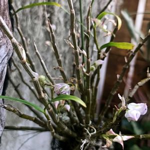 デンドロビューム,観葉植物,ネコ好き,ラン科,苔玉仕立ての画像