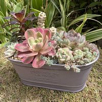 アエオニウム　ピンクウィッチ,アエオニウム　ピンクウィッチ,紅葉する多肉,多肉寄せ植え,セダム大好きの画像