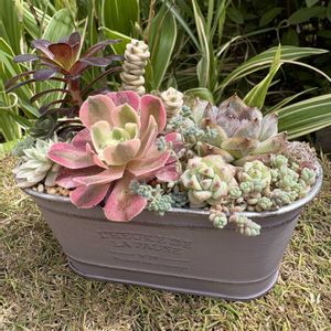 アエオニウム　ピンクウィッチ,アエオニウム　ピンクウィッチ,紅葉する多肉,多肉寄せ植え,セダム大好きの画像