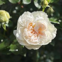 バラ ボレロ,バラ ディスタントドラムス,ガーデニング,咲いた！,清楚の画像