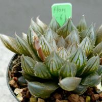 ハオルチア,グラプトベリア属,ほむらさん里親苗,グラプトベリア　桃紅,Hom-61の画像