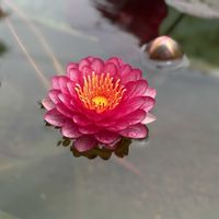 スイレン,睡蓮,温帯スイレンの画像