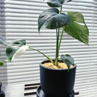 モンステラ,モンステラ　タイコンステレーション,観葉植物の画像